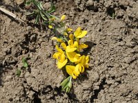 Genista pilosa 4, Kruipbrem, Saxifraga-Marijke Verhagen