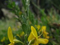 Genista pilosa 5, Kruipbrem, Saxifraga-Rutger Barendse