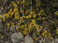 Genista pilosa 6, Kruipbrem, Saxifraga-Jan van der Straaten