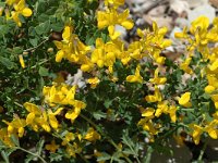 Genista pilosa 8, Kruipbrem, Saxifraga-Jan van der Straaten