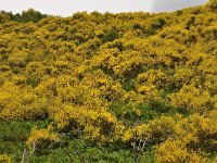 Genista radiata 12, Saxifraga-Harry Jans