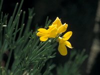 Genista radiata 13, Saxifraga-Jan van der Straaten