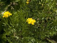 Genista radiata 4, Saxifraga-Jan van der Straaten