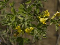 Genista radiata 5, Saxifraga-Jan van der Straaten