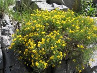 Genista radiata 6, Saxifraga-Jasenka Topic