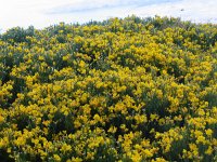 Genista radiata 7, Saxifraga-Jasenka Topic