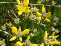 Genista radiata 9, Saxifraga-Rutger Barendse