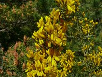 Genista scorpius 11, Saxifraga-Hans Grotenhuis