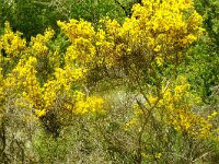 Genista scorpius 12, Saxifraga-Hans Grotenhuis