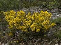 Genista scorpius 2, Saxifraga-Willem van Kruijsbergen