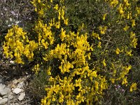 Genista scorpius 5, Saxifraga-Willem van Kruijsbergen