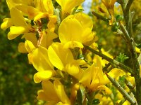 Genista scorpius 6, Saxifraga-Hans Grotenhuis