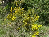 Genista scorpius 7, Saxifraga-Hans Grotenhuis