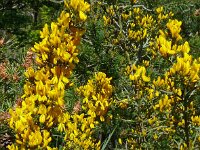 Genista scorpius 8, Saxifraga-Hans Grotenhuis
