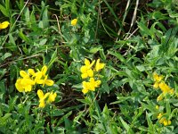 Genista sericea 2, Saxifraga-Jasenka Topic