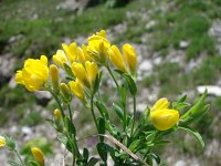 Genista sericea 3, Saxifraga-Jasenka Topic