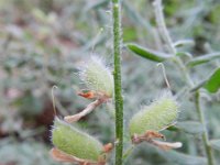 Genista sericea 4, Saxifraga-Rutger Barendse