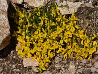 Genista subcapitata 5, Saxifraga-Harry Jans  Genista subcapitata