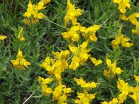 Genista sylvestris 3, Saxifraga-Jasenka Topic