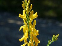 Genista tinctoria 10, Verfbrem, Saxifraga-Jan van der Straaten