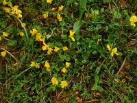 Genista tinctoria 14, Verfbrem, Saxifraga-Dirk Hilbers