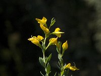 Genista tinctoria 18, Verfbrem, Saxifraga-Jan van der Straaten