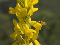 Genista tinctoria 2, Verfbrem, Saxifraga-Marijke Verhagen