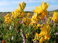 Genista tinctoria 22, Verfbrem, Saxifraga-Ed Stikvoort