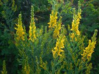 Genista tinctoria 25, Verfbrem, Saxifraga-Ed Stikvoort