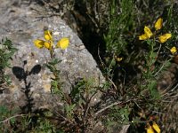 Genista tinctoria 27, Verfbrem, Saxifraga-Dirk Hilbers