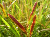 Genista tinctoria 29, Verfbrem, Saxifraga-Rutger Barendse