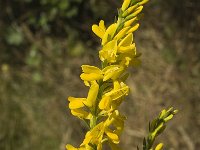 Genista tinctoria 3, Verfbrem, Saxifraga-Marijke Verhagen