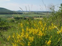 Genista tinctoria 31, Verfbrem, Saxifraga-Rutger Barendse