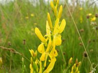 Genista tinctoria 33, Verfbrem, Saxifraga-Rutger Barendse