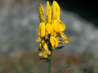 Genista tinctoria 36, Verfbrem, Saxifraga-Jan van der Straaten