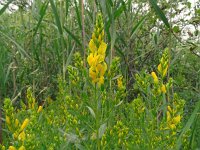 Genista tinctoria 37, Verfbrem, Saxifraga-Hans Grotenhuis