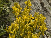 Genista tinctoria 4, Verfbrem, Saxifraga-Jan van der Straaten