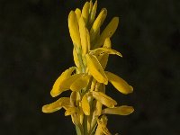 Genista tinctoria 5, Verfbrem, Saxifraga-Jan van der Straaten