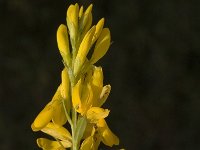 Genista tinctoria 6, Verfbrem, Saxifraga-Jan van der Straaten