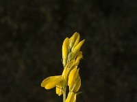 Genista tinctoria 8, Verfbrem, Saxifraga-Jan van der Straaten