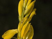 Genista tinctoria 9, Verfbrem, Saxifraga-Jan van der Straaten