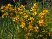 Genista triacanthos 11, Saxifraga-Ed Stikvoort