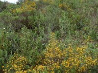 Genista triacanthos 12, Saxifraga-Ed Stikvoort