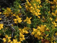 Genista triacanthos 2, Saxifraga-Jan van der Straaten