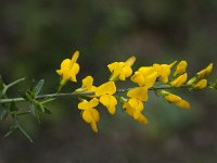 Genista triacanthos 5, Saxifraga-Willem van Kruijsbergen