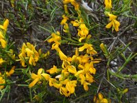 Genista tricuspidata 3, Saxifraga-Ed Stikvoort