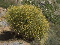 Genista umbellata 11, Saxifraga-Willem van Kruijsbergen