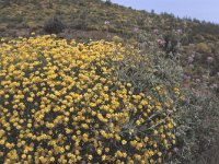 Genista umbellata 4, Saxifraga-Jan van der Straten