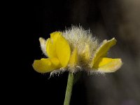 Genista umbellata 7, Saxifraga-Willem van Kruijsbergen