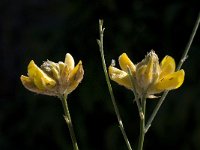 Genista umbellata 8, Saxifraga-Willem van Kruijsbergen